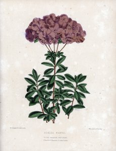 Variété d