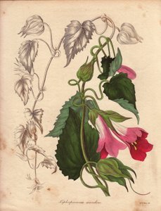 Variété de Lophospermum (L.Scandens), illustration par Augusta Innes Withers, dans The Botanist, série par Benjamin Maund
