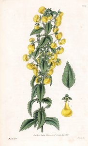 Variété de calceolaria ou petit chausson ou bourse de dame - Calceolaria angustiflora - Unbekannter Künstler