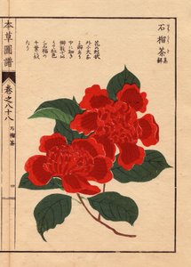 Variétés de camélias japonais (Thea japonica Nois): Sekirousa, avec des fleurs écarlates. Eau forte en couleurs, gravure sur bois par Kanen Iwasaki (1786-1842) botaniste, entomologiste et zoologiste japonais, publiée dans Honzo Zufu, en 1884, un guide illu