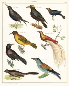 Variétés d
