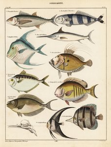 Variétés de poissons - Unbekannter Künstler