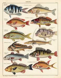 Variétés de poissons