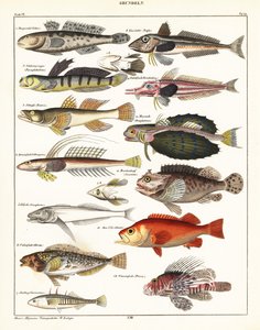 Variétés de poissons