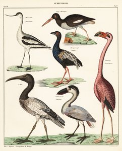Variétés d