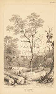 Variétés de pièges à fil pour attraper les oiseaux - Unbekannter Künstler