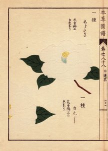 Variété de camélias du Japon (Thea japonica Nois): Shirataki et Shiroshishi, avec des fleurs blanches. Eau forte en couleurs, gravure sur bois par Kanen Iwasaki (1786-1842) botaniste, entomologiste et zoologiste japonais, publiée dans Honzo Zufu, en 1884, 