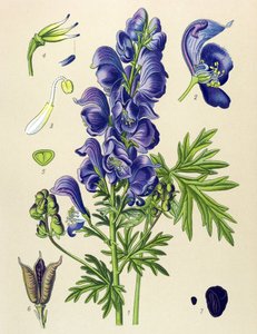 Plante vénéneuse (toxique) et médicinale : Aconit napel (Aconitum napellus)