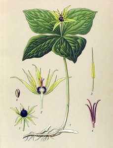 Plante vénéneuse : parisette à quatre feuilles (Paris quadrifolia) - Unbekannter Künstler