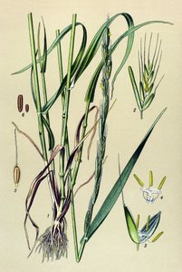 Plante vénéneuse (toxique) : ivraie enivrante (Lolium temulentum)