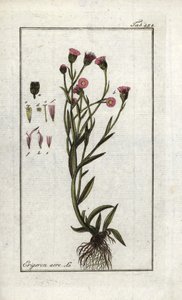 Vergerette âcre (Erigeron acris)