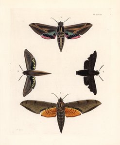 Sphinx de la vigne, Eummorpha vitis 1, sphinx lugubre, Enyo lugubris 2, sphinx tersa, Xylophanes tersa 3, et sphinx strié, Proambulyx strigilis 4. Lithographie coloriée à la main de la nouvelle édition de John O. Westwood des Illustrations of Exotic Entomo - Unbekannter Künstler