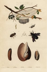 Volute, coléoptère, abeille charpentière et papillon de nuit