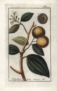 Vomiquier (Strychnis nux-vomica)