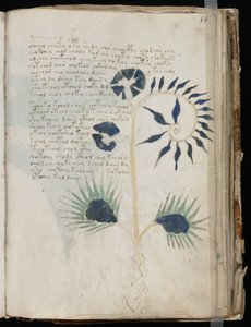 Manuscrit Voynich folio 56r, vers 1500