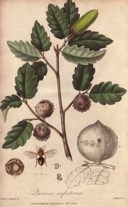 Chêne de Galles (Quercus infectoria) - Illustration de “Botanique médicale, description des plantes médicinales de Londres, Édimbourg et Dublin” par John Stephenson et James Morss Churchill