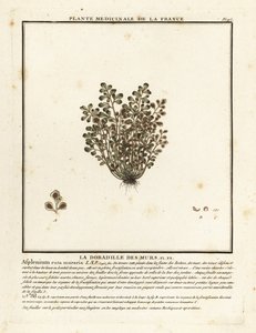 Rue des murailles, Asplenium ruta-muraria