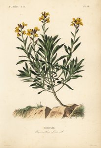 Giroflée, Erysimum cheiri - Unbekannt