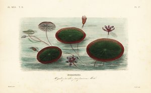 Hydropeltis, Brasenia schreberi