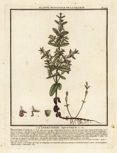 Germandrée des marais, Teucrium scordium - Unbekannter Künstler