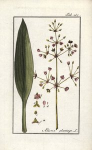 Plantain d