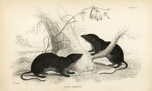 Musaraigne aquatique, Neomys fodiens (Sorex remifer, Sorex fodiens) - Unbekannter Künstler