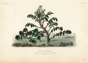 Cresson de fontaine, Nasturtium officinale