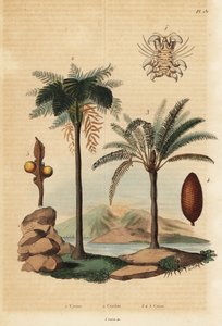 Pou de baleine, Cyamus ovalis 1, fougère arborescente des Antilles, Cyathea arborea 2, et palmier sagoutier japonais, Cycas revoluta 3-5