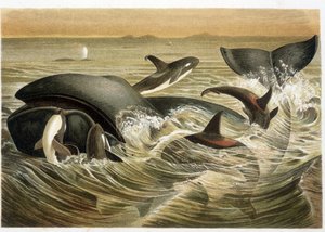Baleines et orques, illustrées en couleur par W. Kuhnert dans "Vita degli Animali" par A. E. Brehm, édition de 1893. - Unbekannt