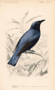 Drongo à ventre blanc, Dicrurus caerulescens