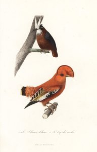 Fourmilier à plumes blanches et coq-de-roche de Guyane