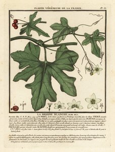 Bryone blanche, Bryonia alba
