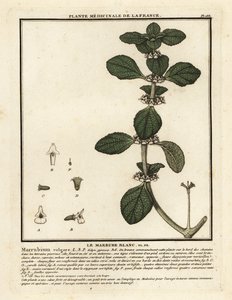 Marrube blanc, Marrubium vulgare