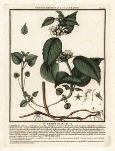 Lamier blanc, Lamium album