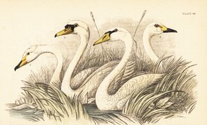 Cygne chanteur, cygne muet, cygne de Bewick