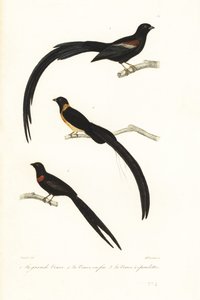 Veuves et oiseaux veuves - Unbekannter Künstler