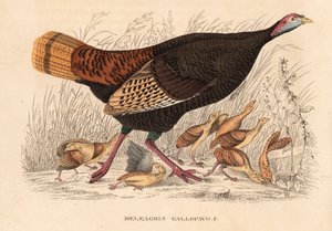Dinde sauvage, Meleagris gallopavo, poule avec poussins. Lithographie en couleur de la Galerie d