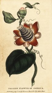 Passiflore à tige ailée, Passiflora elata (gravure)