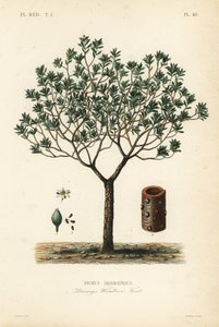 Drimys aromatique, Drimys winteri