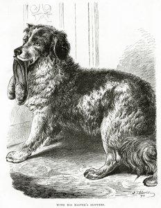 Avec les pantoufles de son maître 1902