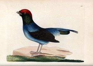 Manakin merveilleux (Chiroxiphia linearis). Illustration non signée (George Shaw et Frederick Nodder). Lithographie dans The Naturalist