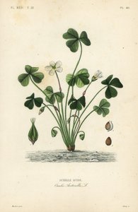 Surelle acide, Oxalis acetosella