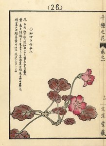 Yamato uchiwa ou iwakagami, Schizocodon soldanelloides