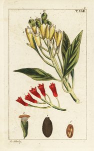 Clou de girofle jaune et rouge, Syzygium aromaticum