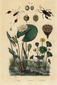 Lotus jaune, Nelumbo lutea 1, punaises à pattes feuillues, Anisoscelis foliaceus 2 et Anoplocnemis curvipes 3, et nénuphar blanc, Nymphaea alba 4 - Unbekannt
