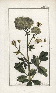 Pigamon jaune (Thalictrum flavum) - Unbekannter Künstler