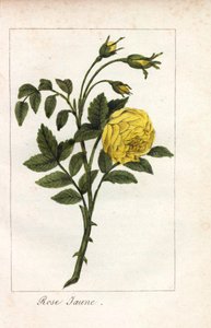 Rose jaune, Rosa lutea. Gravure sur cuivre coloriée à la main d