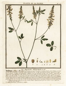 Mélilot jaune, Melilotus - Unbekannter Künstler