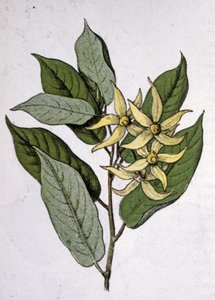 Ylang Ylang, début du 20e siècle (gravure) - Unbekannter Künstler