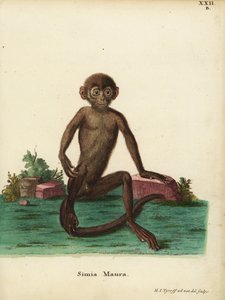 Jeune langur à bandes, Presbytis femoralis. Simia maura. Illustration d